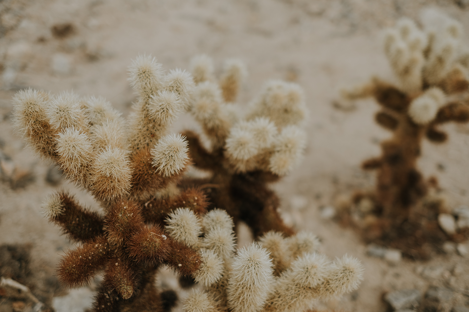 San Diego desert cactus